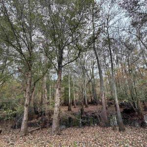 View of local wilderness