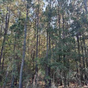 View of local wilderness