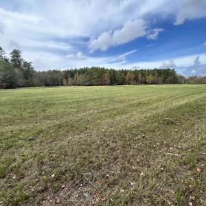 View of local wilderness with a rural view