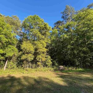 View of local wilderness