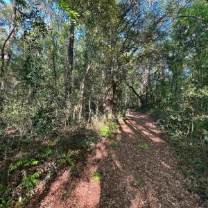 View of local wilderness