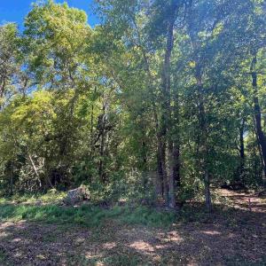 View of local wilderness