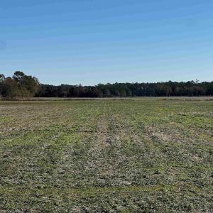View of yard with a rural view