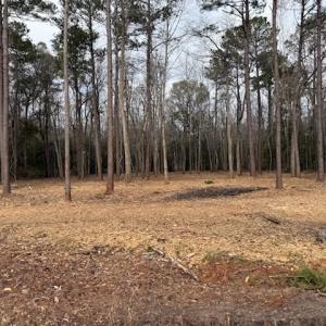 View of local wilderness