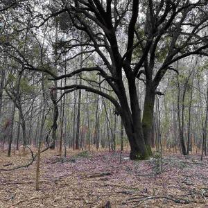 Photo #1 of 34 Acres - TBD Easler Hwy, Greeleyville, SC 34.1 acres