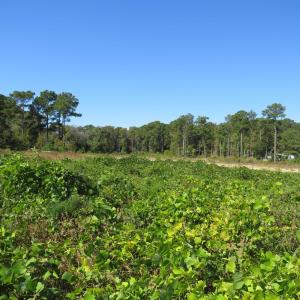 View of woods featuring a rural view