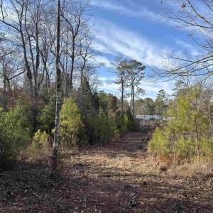 View of local wilderness