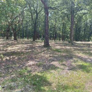 View of local wilderness