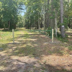 View of local wilderness