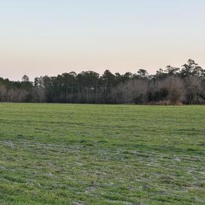 View of nature at dusk