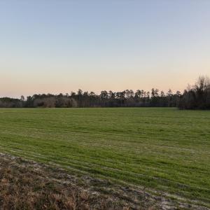 Nature at dusk with a rural view
