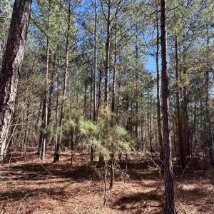 View of nature with a wooded view