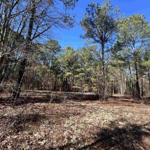 View of local wilderness with a view of trees