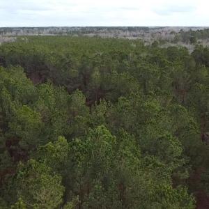 Aerial view featuring a view of trees