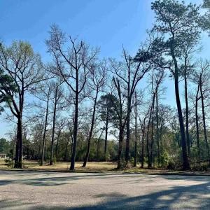 Photo #5 of TBD N Main St., Nichols, SC 1.3 acres