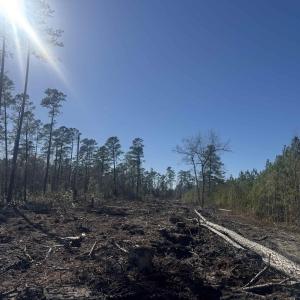 Photo #7 of 8862 Ware Dr., Nichols, SC 23.2 acres