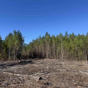 Photo #4 of 8862 Ware Dr., Nichols, SC 23.2 acres
