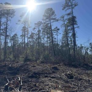 Photo #5 of 8862 Ware Dr., Nichols, SC 23.2 acres