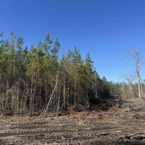 Photo #6 of 8862 Ware Dr., Nichols, SC 23.2 acres