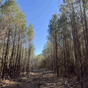 Photo #2 of 8862 Ware Dr., Nichols, SC 23.2 acres