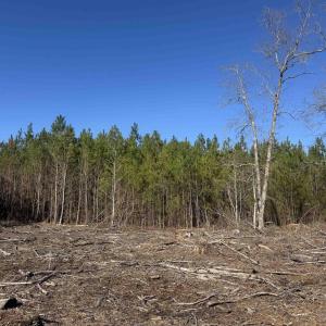 Photo #3 of 8862 Ware Dr., Nichols, SC 23.2 acres