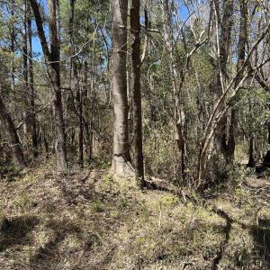 Photo #13 of Lot 9 Samworth Loop, Georgetown, SC 5.0 acres