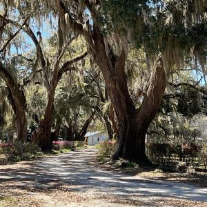 Photo #15 of Lot 9 Samworth Loop, Georgetown, SC 5.0 acres
