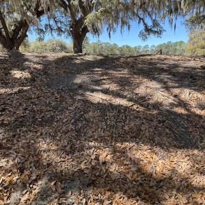 Photo #21 of Lot 9 Samworth Loop, Georgetown, SC 5.0 acres