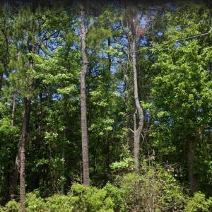 View of nature with a view of trees