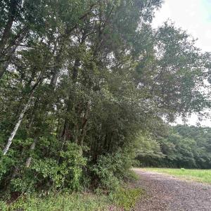 Photo #14 of TBD Highway 308, Galivants Ferry, SC 5.8 acres
