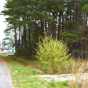 Photo #4 of Lot 1&2 Highway 501 E, Conway, SC 1.4 acres