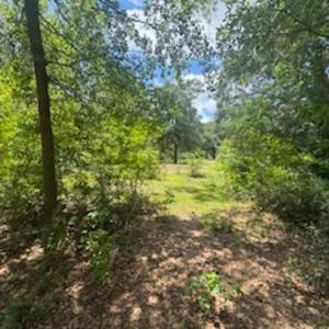 View of wooded area