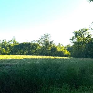 Photo #3 of Tract 6 Borkowitz Rd., Scranton, SC 8.4 acres