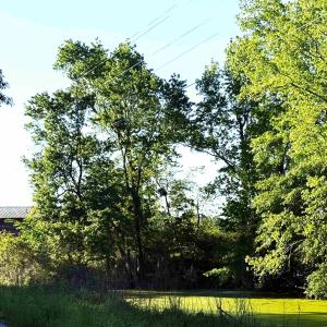 Photo #9 of TBD Red Barn Tr Borkowitz Rd., Scranton, SC 7.8 acres
