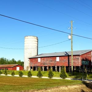 Photo #5 of TBD Red Barn Tr Borkowitz Rd., Scranton, SC 7.8 acres