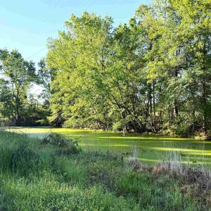 Photo #7 of TBD Red Barn Tr Borkowitz Rd., Scranton, SC 7.8 acres