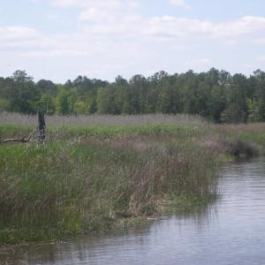View of water feature with a wooded view