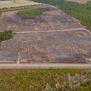 Photo #19 of 5550 Joyner Swamp Rd., Galivants Ferry, SC 1.7 acres