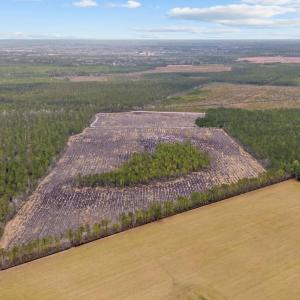 Photo #15 of 5550 Joyner Swamp Rd., Galivants Ferry, SC 1.7 acres