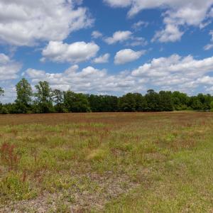View of local wilderness featuring a forest view a
