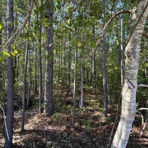 Photo #3 of TBD Buck Dr., Georgetown, SC 1.0 acres