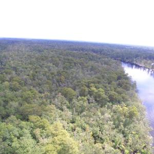 Bird's eye view of a forest and a large body of wa