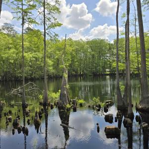 Water view with a heavily wooded area