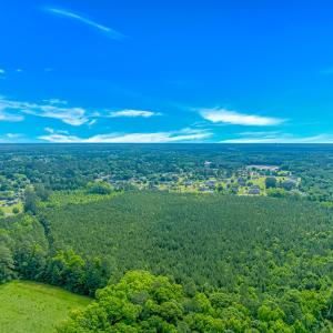 Bird's eye view of a forest