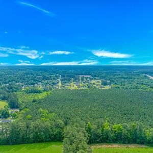 Bird's eye view of a forest