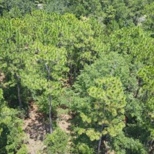 Drone / aerial view of a heavily wooded area