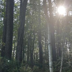 View of tree filled area