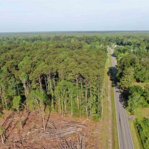 Aerial view of a forest