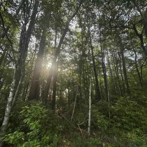View of woods