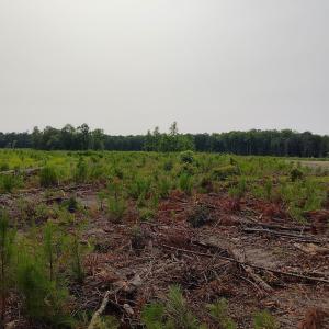 View of local wilderness with rural landscape